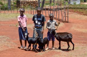 Goat give away to top Hope for La Gonave students